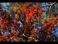 nocturne No.20, red autumn leaves