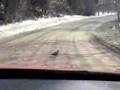 Why did the partridge cross the road? 