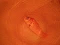 fish funeral finding nemo flushing very sad bye bye
