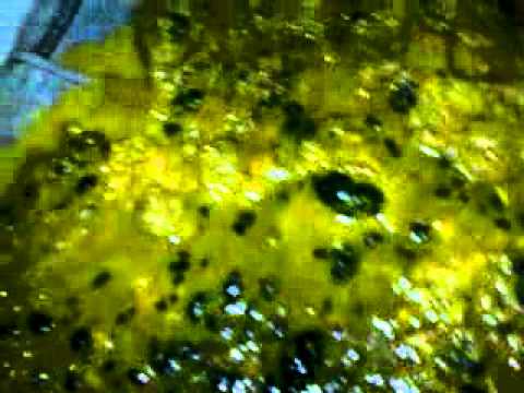 how to control high sgpt and sgot