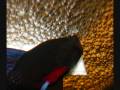 videos de Betta (Siamese Fish) Spawning