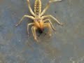 Spider camel eats - il ragno cammello mangia