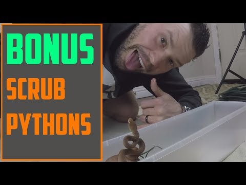 YouTube reptile video