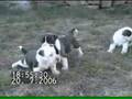 Bulldog Americano video