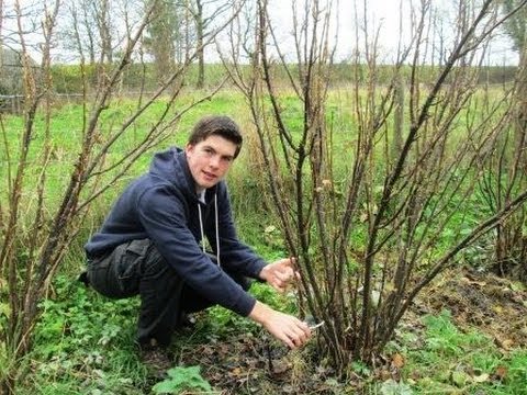 how to transplant currant bushes