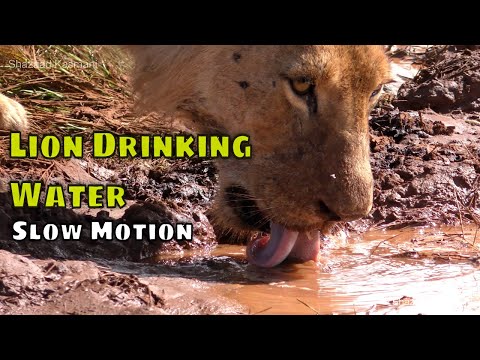 Lion Drinking Water in Slow Motion « shazaadkasmani