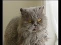 Last Days of Siu Fui Meow Last Days of Siu Fui Meow