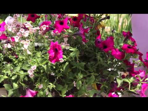 how to fertilize mexican petunias