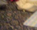 fluffee-humpin-hobo.html