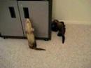 Frettchen Fiola und Elwood