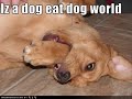 LOLDOG Slideshow LOLDOG Slideshow