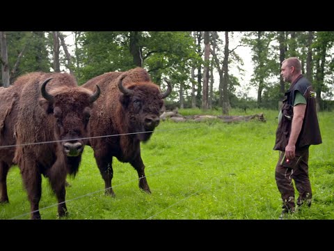 Streit um wilde Wisente: Zerstren Ur-Rinder den Wald?  ...