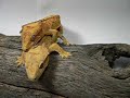 Crested gecko mating (2 of 5) Crested gecko mating (2 of 5)
