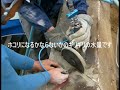 ノズル