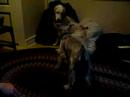 Vicious English Setter and Minature Schnauzer Dog Fight Vicious English Setter and Minature Schnauzer Dog Fight