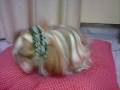 videos de Patches eat raw chicken wing