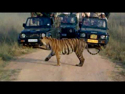 TIGER SNARL +