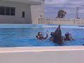 me swimmin with dolphins
