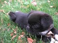 piki