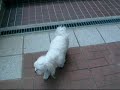 ●もも　階段下りた！ 2006/05/14