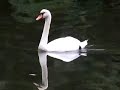 Mute Swan