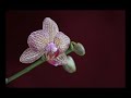 Orchid Phalaenopsis Time-Lapse