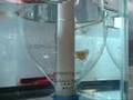 banggai eggs in suspension