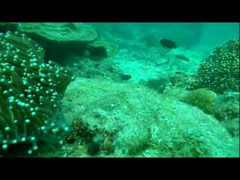 See video