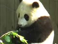 Tai in his Birch tree. Tai in his Birch tree.