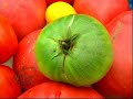 in wine country podcast of an all-heirloom tomato dinner held september 26, 2006 at world-renowned manresa restaurant in los gatos, california.  chef david kinch talks about the restaurant's relationship with his exclusive biodynamic kitchen garden, love apple farm.