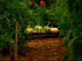 Love Apple Farm Tomato Dinner at Manresa Restaurant