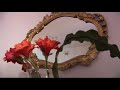 Roman Reference Apartment #328 Video