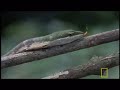 strange headed snakes