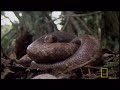 strange headed snakes