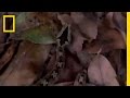 Strange-headed Snakes