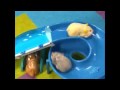 Go Go Pets/Zhu Zhu Pets TV Advertisement :-D