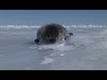 IFAW Seal Hunt 2008 "Animal Welfare" PSA