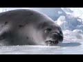 IFAW Seal Hunt 2008 \"Animal Welfare\" PSA