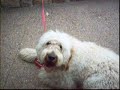 dog labradoodle