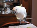 Cockatoo eating with cutlery Cockatoo eating with cutlery