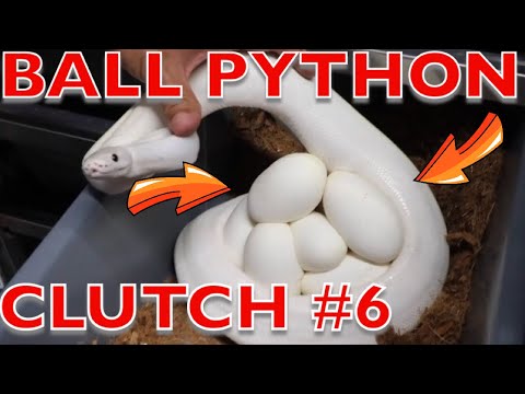 YouTube reptile video