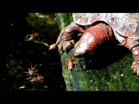 See video