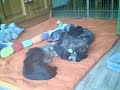 Lhasa Apso x Shih Tzu puppies (3)