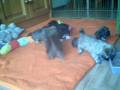 videos de Lhasa Apso x Shih Tzu puppies (3)