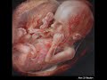 Entwicklung im Mutterleib Entwicklung im Mutterleib