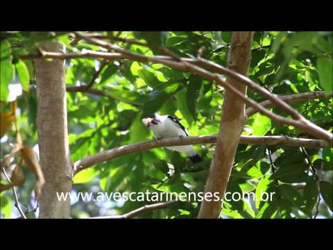 Anambé-branco-de-bochecha-parda - Cristiano Voitina