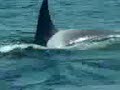 Whale vs White Shark Whale vs White Shark