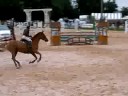 arnas gp120