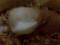 apareamiento de hamsters