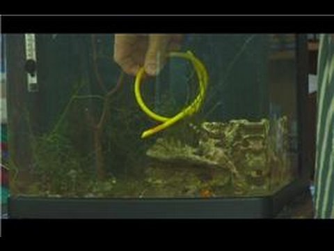 how to care seahorse